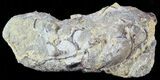 Fish Coprolite (Fossil Poo) - Kansas #49348-1